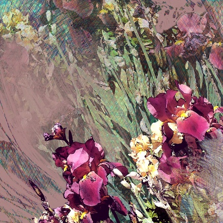 pink iris backgroundの写真素材