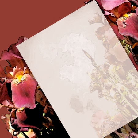 pink iris backgroundの写真素材