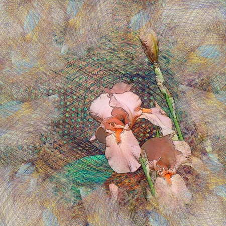 exotic pattern, pink iris