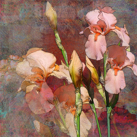 floral design, pink irisの写真素材
