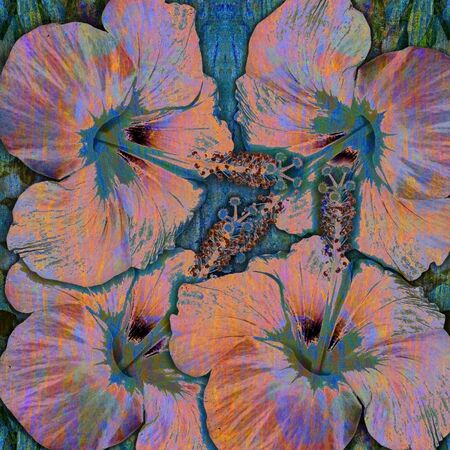 tropic flowers motley background, hibiscusの写真素材