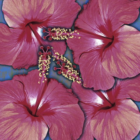 decoration  hibiscus, tropical floral backgroundの写真素材