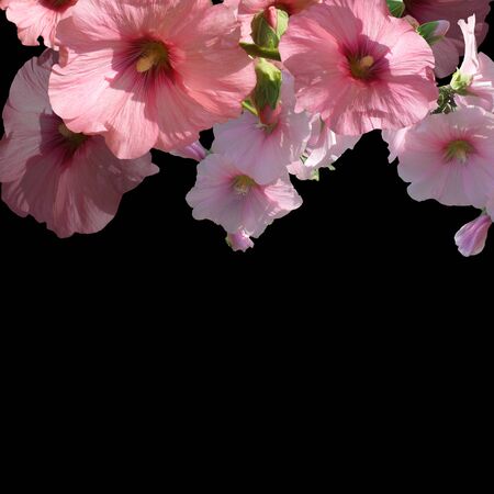 bouquet pink florals on black backgroundの写真素材
