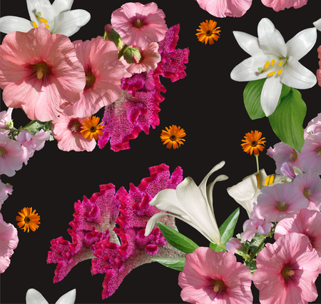 amaranth  pink flowers on black backgroundの写真素材