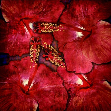 hibiscus red flowers shabby dark designの写真素材