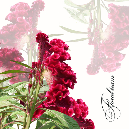 floral design bouquet amaranths on white backgroundの写真素材