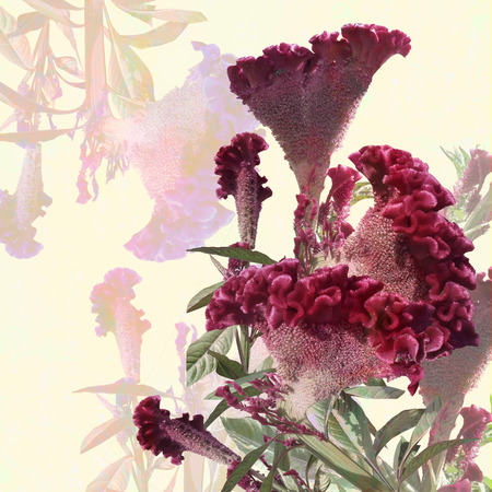 floral design bouquet amaranths on white background