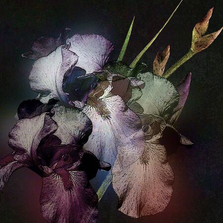 irises bouquet stylized design on black backgroundの写真素材