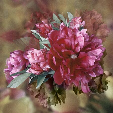 
floral design background peonies watercolor effectの写真素材