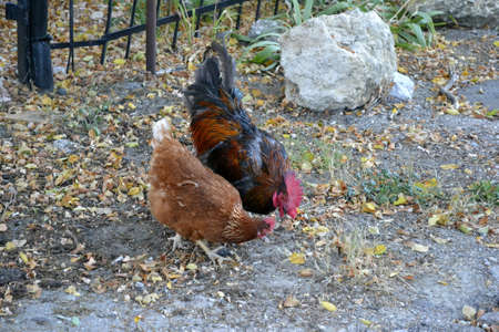 chicken and rooster の写真素材