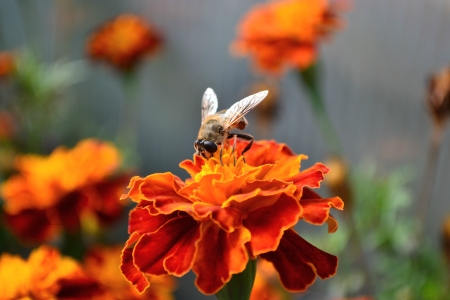 fly on the flower collects nectarの写真素材