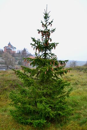 green spruce from pine cones coniferous treeの写真素材