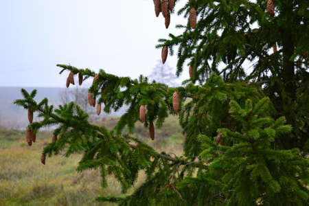 green spruce from pine conesの写真素材