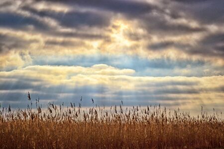 sun rays break through the clouds over the field of kamyshovy
