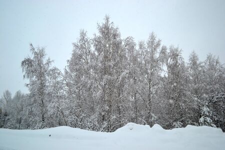 winter landscape snow-covered treesの写真素材