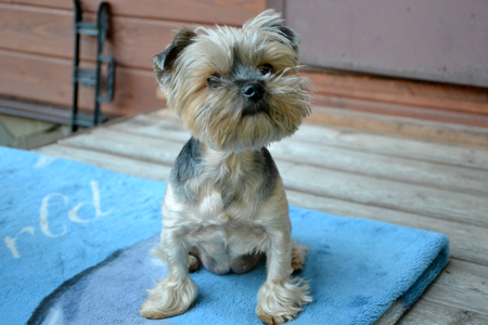 dog yorkshire terrierの写真素材