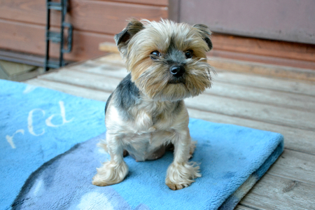 dog yorkshire terrierの写真素材