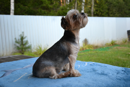 dog yorkshire terrierの写真素材