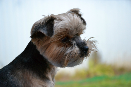 dog yorkshire terrierの写真素材
