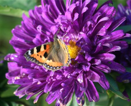 butterfly on violet asterの写真素材