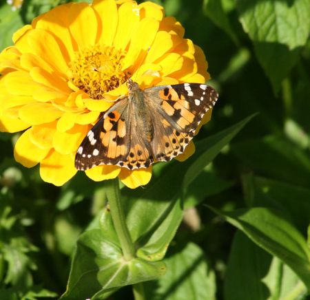 butterfly on yellow garden flowerの写真素材