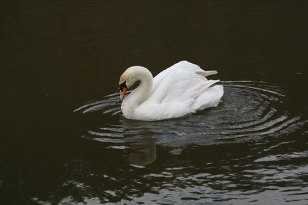 swanの写真素材