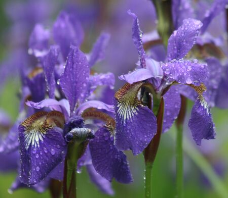 violet iris flowers in rainy dayの写真素材