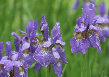 violet iris flowers in rainy dayの写真素材