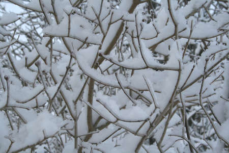 snowy tree branchesの写真素材