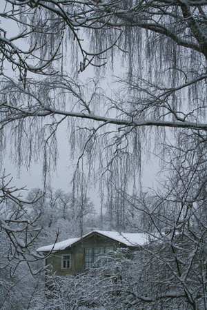 mysterious winter view with trees and houseの写真素材