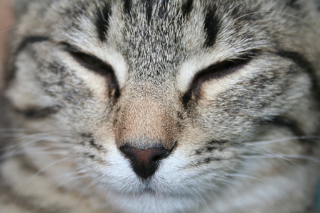 cat face with closed eyesの写真素材