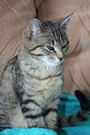 cat sitting on turquoise towelの写真素材
