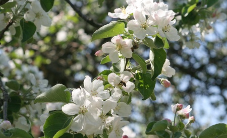 blossom of apple treeの写真素材