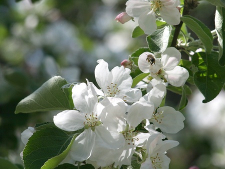 blossom of apple treeの写真素材