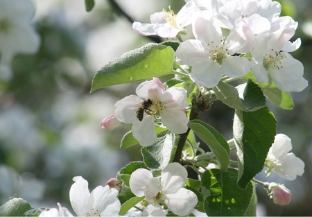 blossom of apple treeの写真素材