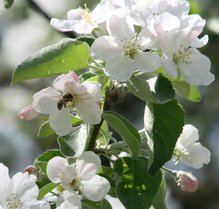 blossom of apple treeの写真素材