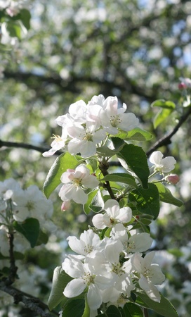 blossom of apple treeの写真素材