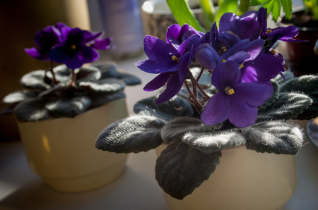african violet flower or violet saintpaulias flowers lilac in a pot on window sillの写真素材