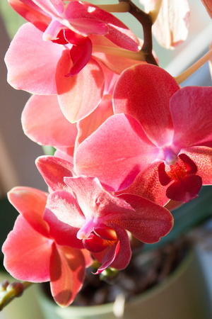 blossoming violet orchid closeup as background on windows sillの写真素材