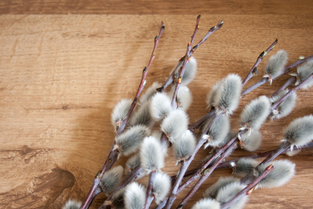 pussy willow on a medium light wooden background, top view, springtime background, empty copyspaceの写真素材