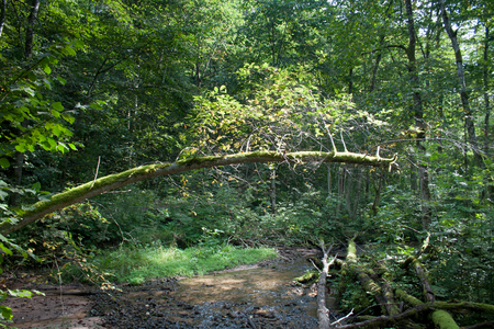 small stream current in wild green forest in Gauja National Parkの写真素材