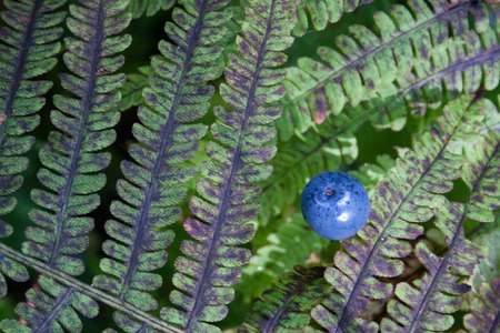lilac and green color fern leaf texture with blue round berry above itの写真素材
