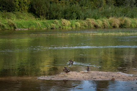 summer day side view on wide still river in forest with resting ducks on sandの写真素材