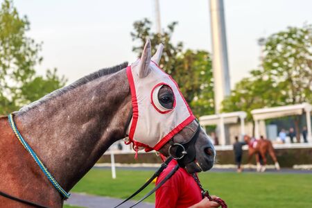 Close up elegant horse viewの写真素材