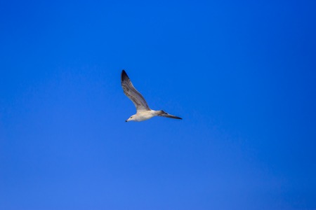 Single seagull bird flying under blue sky without cloud and anythingの写真素材