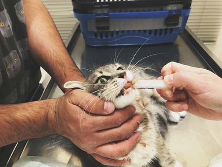 Feeding and healing the sick domestic catの写真素材