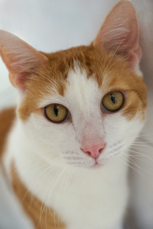 cute red and white catの写真素材