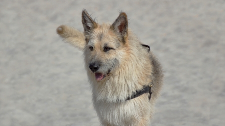 big happy family dogの写真素材