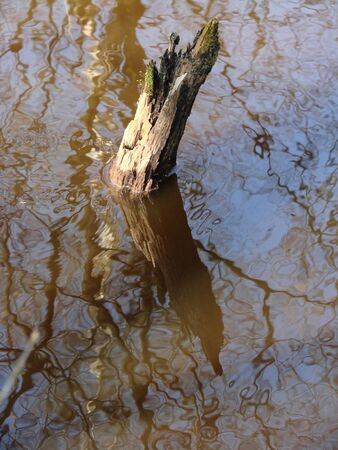 Light play in the water and tree trunkの写真素材
