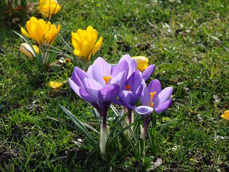 crocus の写真素材